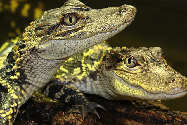 Crocodiles of the World: Cotswold Bucket List, Old Stocks Inn