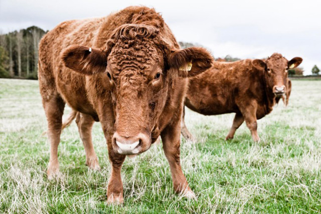 Daylesford: Cotswold Bucket List, The Old Stocks Inn